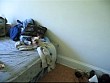 attack dog.avi